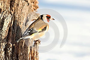 Stehlík evropský, Carduelis carduelis, sedící na větvi. Sníh v pozadí.