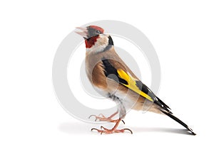 European Goldfinch, carduelis carduelis, standing, isolated on white background photo