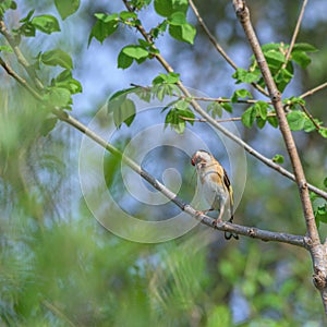 European goldfinch, carduelis carduelis, with twigs for the nest photo