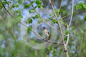 European goldfinch, carduelis carduelis, with twigs for the nest photo
