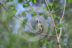 European goldfinch, carduelis carduelis, with twigs for the nest photo