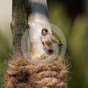 A European Goldfinch collecting material for nest