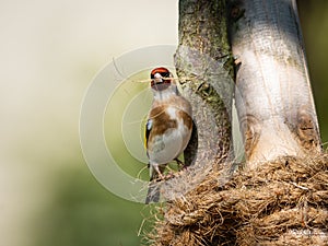 A European Goldfinch collecting material for nest