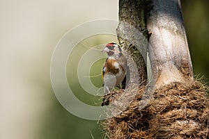 A European Goldfinch collecting material for nest