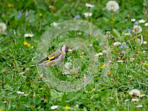 An european Goldfinch eating a dandelion