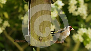 European Goldfinch eating seeds, sunflower hearts, from a wooden bird feeder in a British summer garden