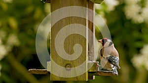 European Goldfinch eating seeds, sunflower hearts, from a wooden bird feeder in the rain