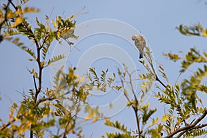 European Goldfinch enjoying the early morning summer sunshine