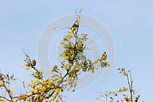 European Goldfinch enjoying the early morning summer sunshine