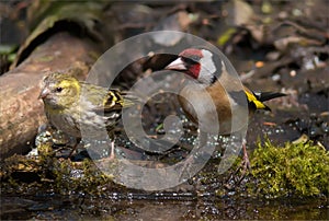 European Goldfinch and Eurasian Siskin together for scale comparison photo