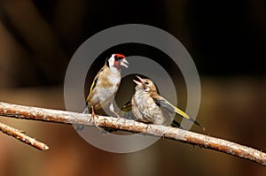 An European goldfinch feeding its fledgling