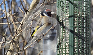 European Goldfinch on garden feeder