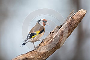 European goldfinch or goldfinch, Carduelis carduelis