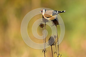 European Goldfinch looking for food on dry thistle