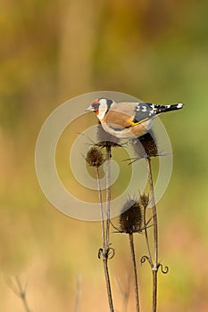 European Goldfinch looking for food on dry thistle