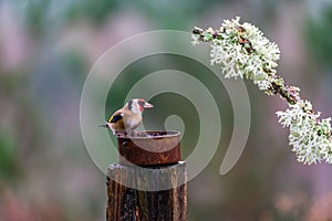 European goldfinch male Carduelis carduelis