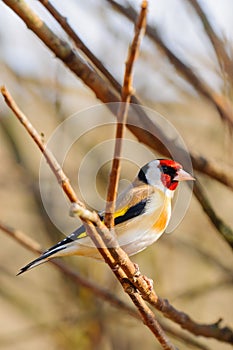 European Goldfinch male sitting on a branch.