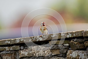 European goldfinch. North Yorkshire. UK