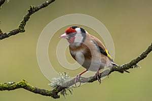 European Goldfinch perched on a branch