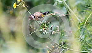 European Goldfinch Perched On Flower Stem C