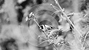 European Goldfinch Perched On Flower Stem D