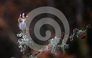 European goldfinch perched on a lichen-covered tree branch