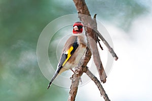 European goldfinch on a pine branch