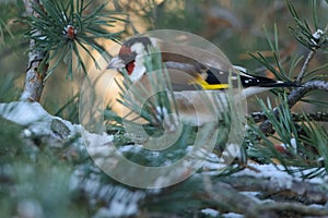 European Goldfinch portrait in winter