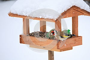 European goldfinch in simple bird feeder