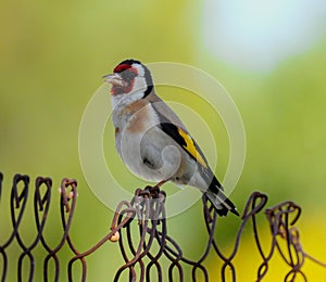 The European goldfinch or simply the goldfinch