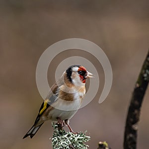 A European Goldfinch sitting on a branch covered in lichens