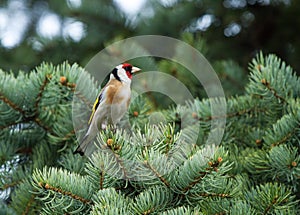 European goldfinch sitting on the branch of fir tree