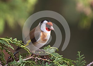 European goldfinch sitting on the branch of thuja tree