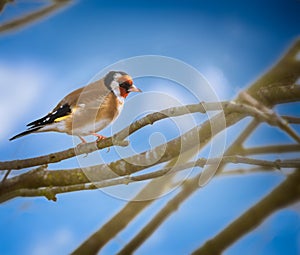 European goldfinch sitting on the branch of a tree