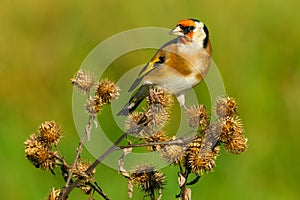 European Goldfinch sitting on dry flowers