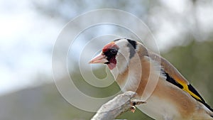 European goldfinch sitting on gate in UK