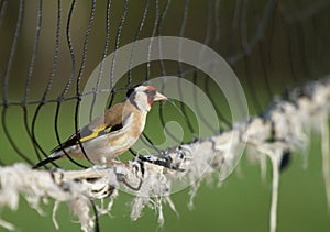 European goldfinch sitting on the volleyball net