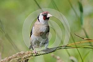 European goldfinch at the sunny summer meadow