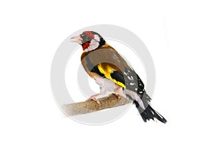 European goldfinch on white
