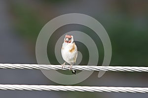 European Goldfinch on a wire