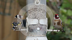 European goldfinches (Carduelis carduelis) on feeder