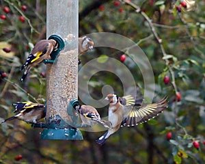 Goldfinches on a bird feeder