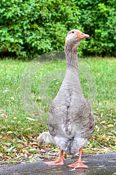 European Goose with gosling, alert position