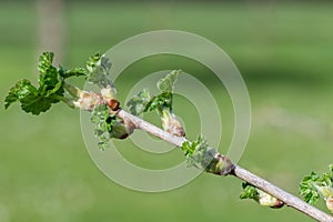 European gooseberry (ribes uva-crispa