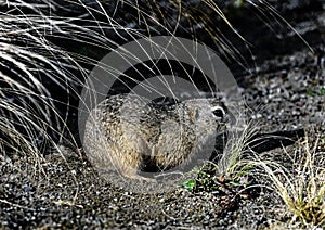 European gopher near its hole 7