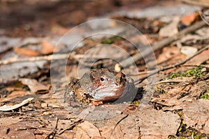 European grass frog or Rana temporaria male in breeding colors on old leaves close-up portrait, selective focus