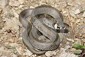 European grass snake (Natrix natrix) juvenil photo