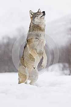 European Gray Wolf