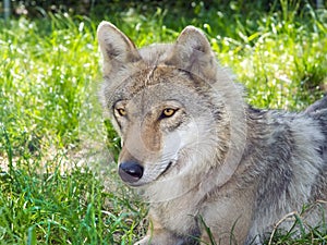 European gray wolf (Canis lupus lupus)