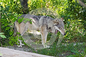 European gray wolf (Canis lupus lupus)